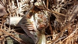 Lactarius paradoxus image
