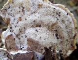 Ganoderma sessile image