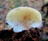 Crepidotus applanatus image