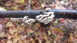 Plicaturopsis crispa image