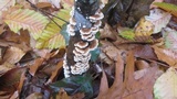 Plicaturopsis crispa image