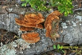 Fuscoporia wahlbergii image