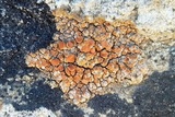 Caloplaca luteominia image