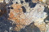Caloplaca luteominia image