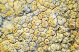 Caloplaca luteominia image