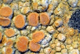 Caloplaca luteominia image