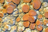 Caloplaca luteominia image