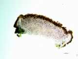 Caloplaca luteominia image