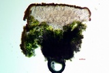 Caloplaca luteominia image