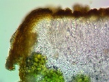 Caloplaca luteominia image