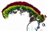 Caloplaca luteominia image