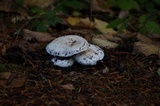 Amanita silvicola image