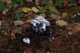 Amanita silvicola image