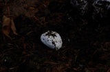 Amanita silvicola image