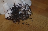 Amanita silvicola image
