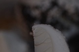 Amanita silvicola image