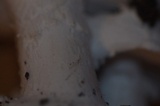 Amanita silvicola image