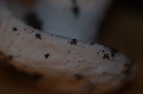 Amanita silvicola image