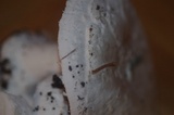 Amanita silvicola image