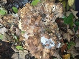 Grifola frondosa image