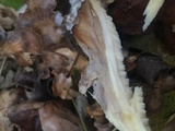 Grifola frondosa image
