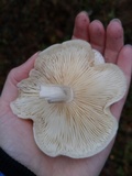 Hypsizygus ulmarius image