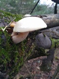 Hypsizygus marmoreus image