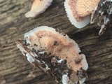 Merulius tremellosus image