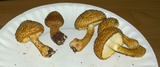 Leucopholiota decorosa image