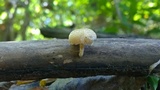 Lentinus tigrinus image