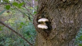 Hypsizygus ulmarius image