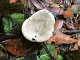 Clitopilus prunulus image