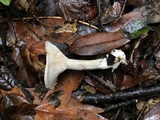 Clitopilus prunulus image
