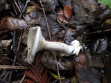 Clitopilus prunulus image