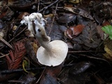 Clitopilus prunulus image