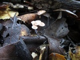 Gymnopus quercophilus image