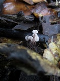 Gymnopus quercophilus image