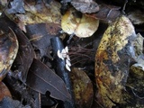 Gymnopus quercophilus image