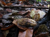 Gymnopus quercophilus image