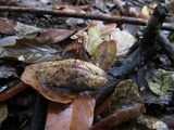 Gymnopus quercophilus image