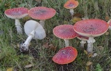 Amanita muscaria var. flavivolvata image