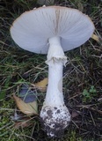 Amanita muscaria var. flavivolvata image