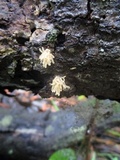 Arcyria obvelata image