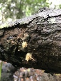 Arcyria obvelata image