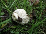 Bovista plumbea image