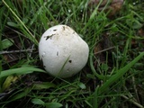 Bovista plumbea image