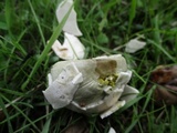 Bovista plumbea image