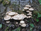 Hypsizygus ulmarius image