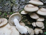 Hypsizygus ulmarius image