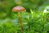 Psilocybe medullosa image